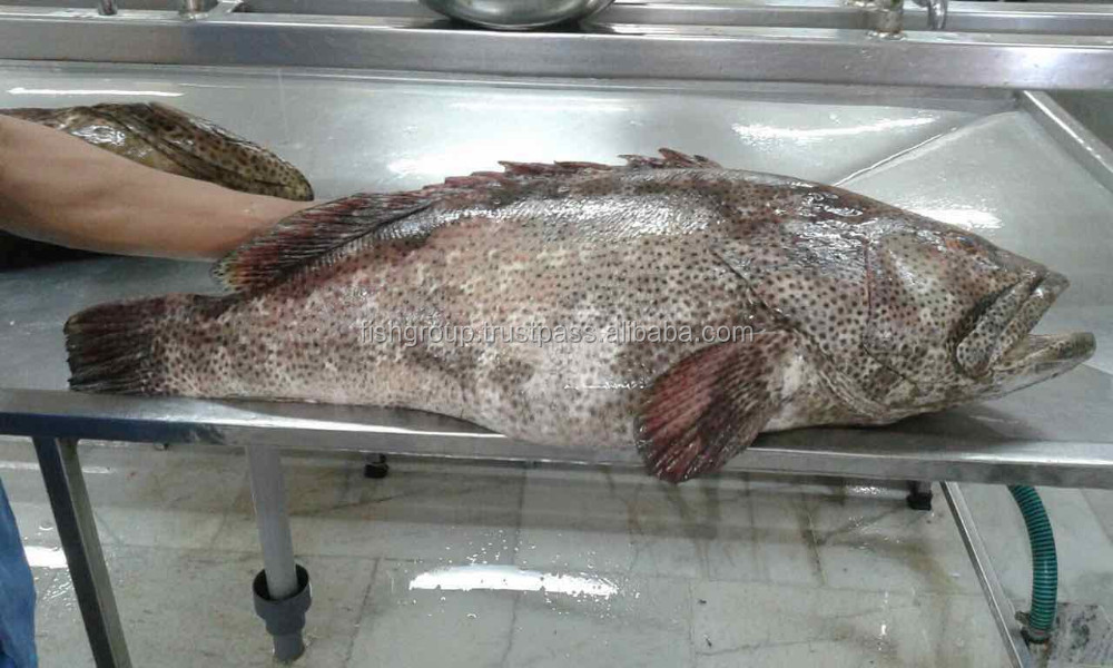 Fresh Chilled Grouper By Air Buy Grouper Whole,Fresh Grouper,Grouper