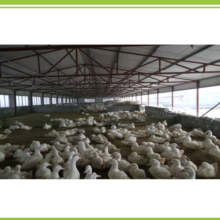 Duck fermentation bed