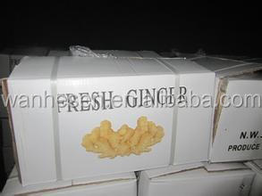 bulk new crop fresh ginger in China
