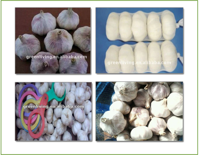 Cold Storage Bulk Garlic (Low Price)