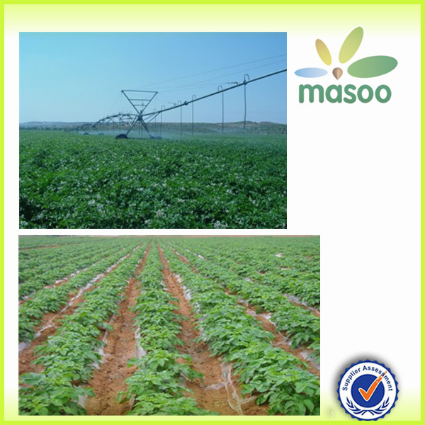 Chinese fresh sweet Holland potato factory and exporter