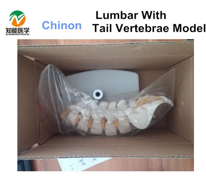 mini lumbar spine vertebra with tail vertebrae model