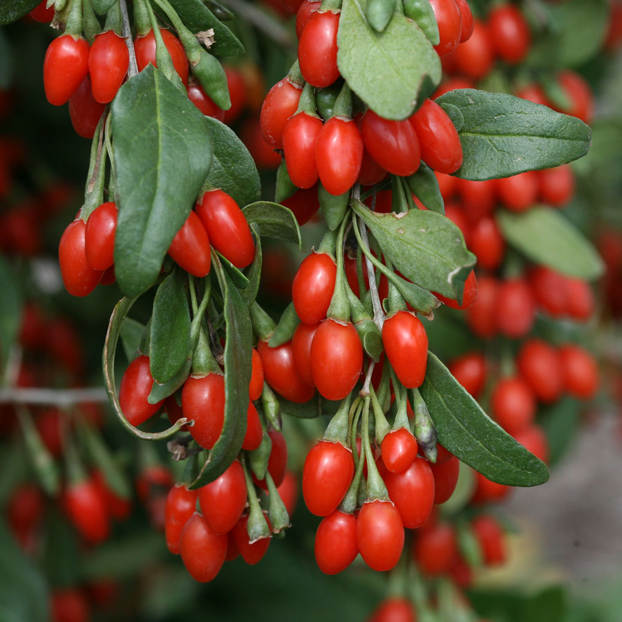 Ningxia Goji berries, 180/220/250/280/350/380/500/750