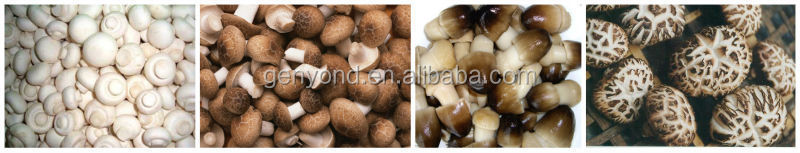 Fully automatic canned mushroom processing plant/ canned vegetables production line
