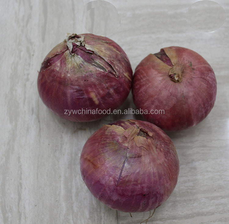 New Crop Prices Fresh Onion Hot Good Exporter