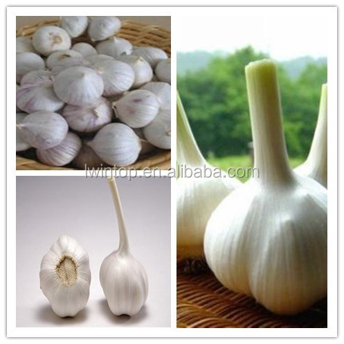 sell Natural garlic/Nice garlic/White garlic