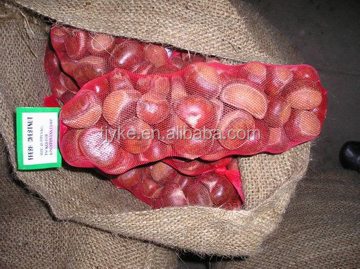 fresh chestnut in shell new crop 2014 crop