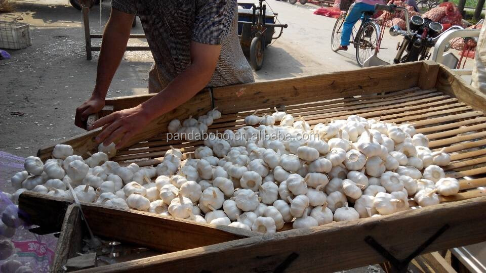 2014 new crop fresh normal /pure white garlic in low price as a wholesale supplier and exporter in china