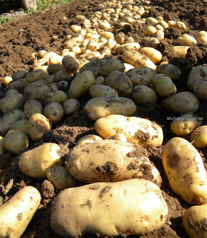 2014 New crop cheap and fine fresh potato in northwest of China