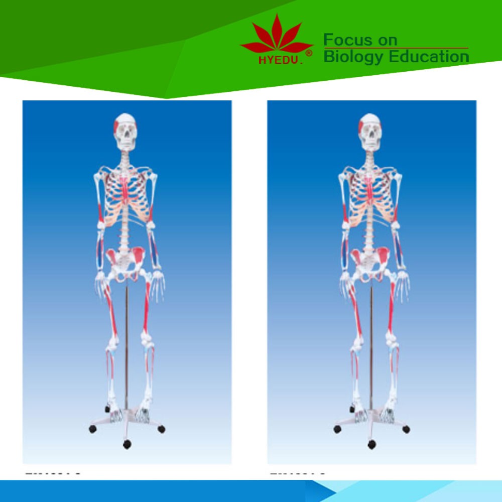 Human-skeleton-model-with-colored-muscle.jpg