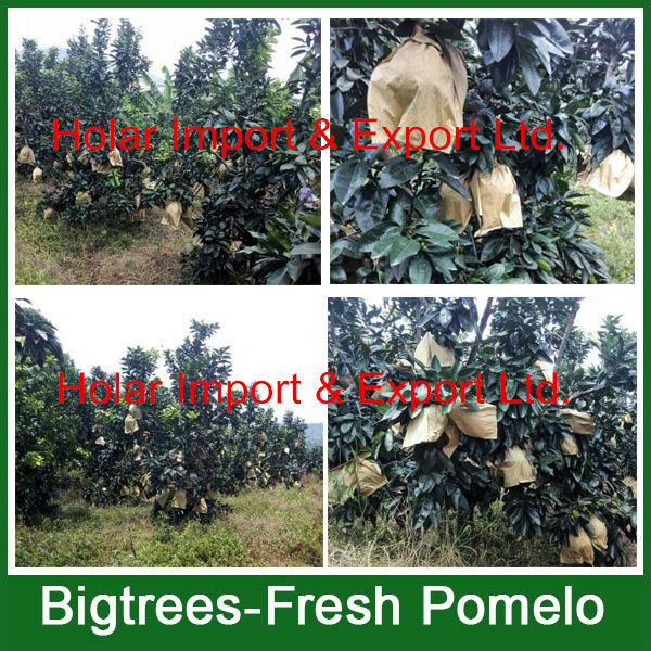 2014 fresh fruit, fresh honey pomelo for sale