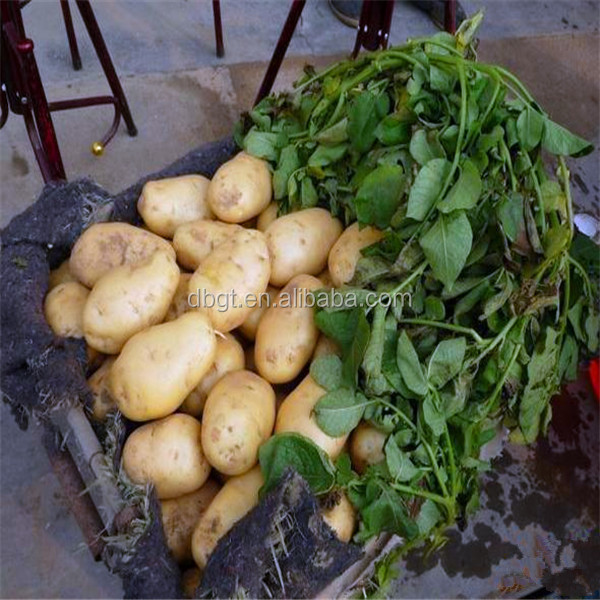 packing mesh bag of high quality fresh potato