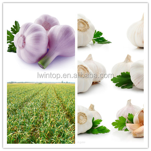 2014 crop Chinese fresh white garlic price