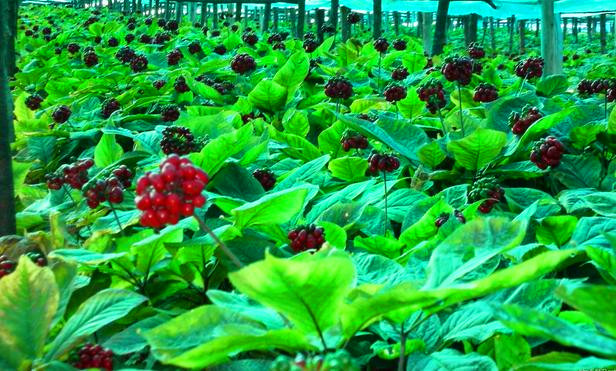 The best Ginseng Extract Powder By GMP Manufacturer