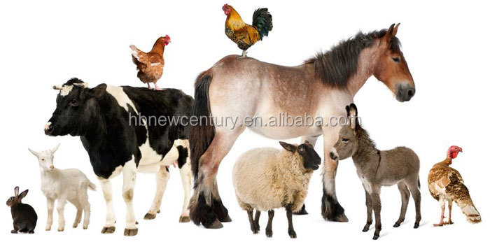 animals2.jpg