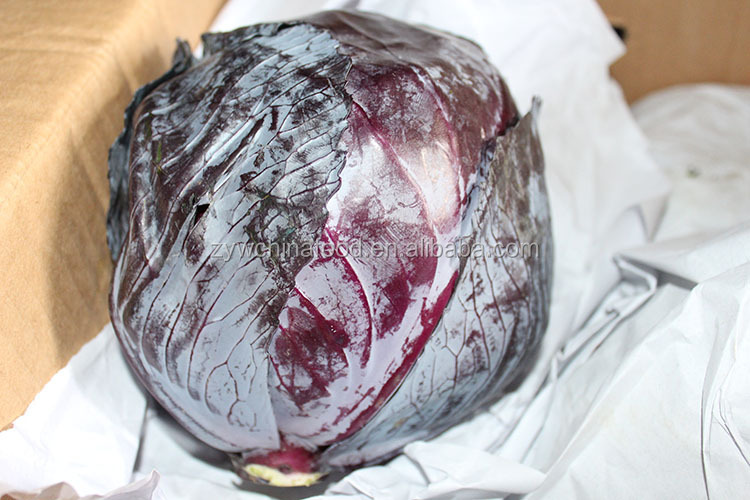 New Crop Chinese Cabbage Fresh Organic Cabbage - Good Supplier