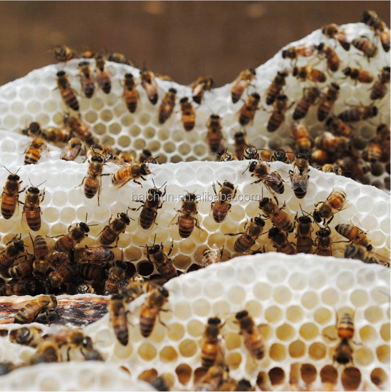 Candle Wax Material Natural Beeswax Raw Yellow Beeswax,Honey Wax For