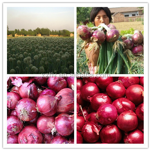 2013 Red Onion, Fresh Onion