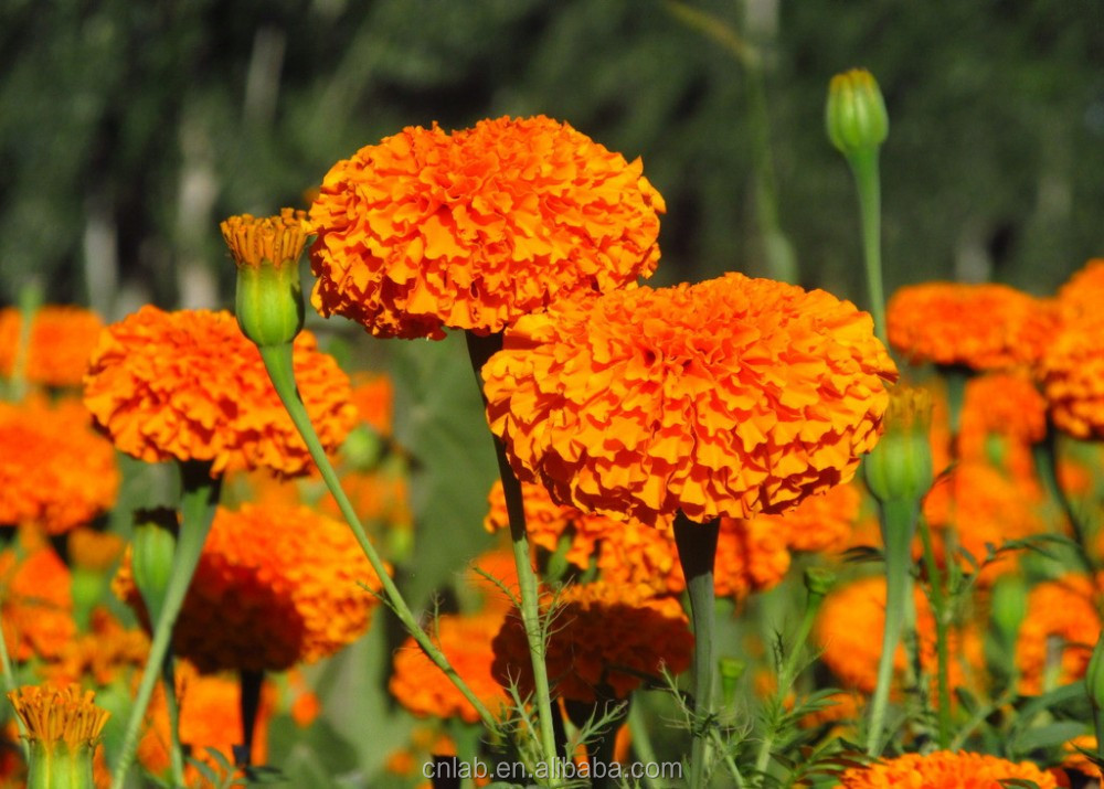 Beautiful Color Saffron Marigold Powder And Calendula Uses Herbal