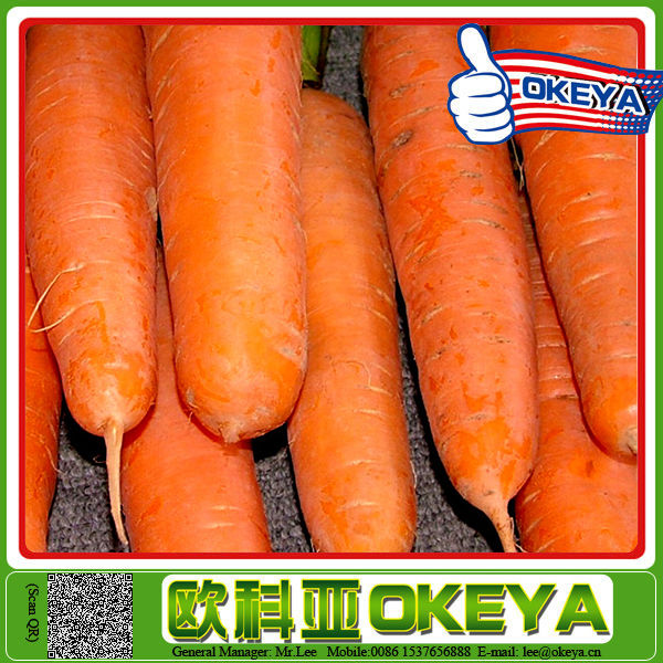 Original Okeye New Arrival carrot farms manufacturers