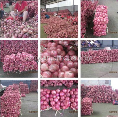 Fresh red onion best quality