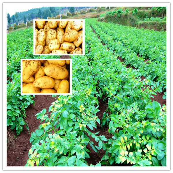 Common types of cultivation fresh potato from China