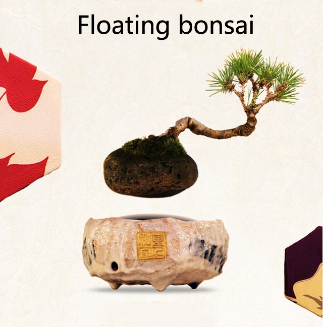 indoor plants, natural woody plants, floating plants.jpg