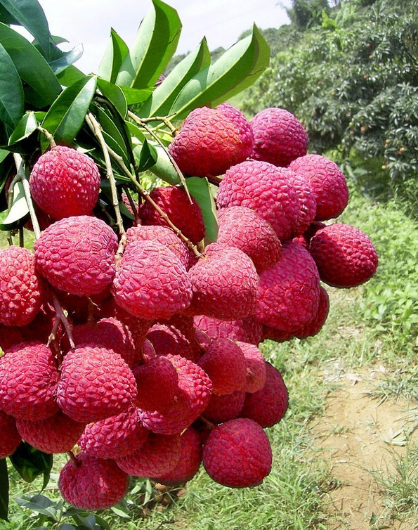 fresh lychee 3.jpg