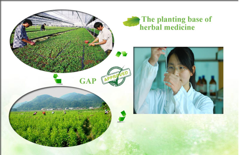 green tea powdered extract, green tea extract powder, natural green tea extract powder