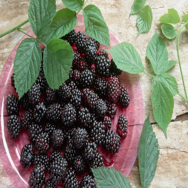 Mulberry extract anthocyanin powder 10%