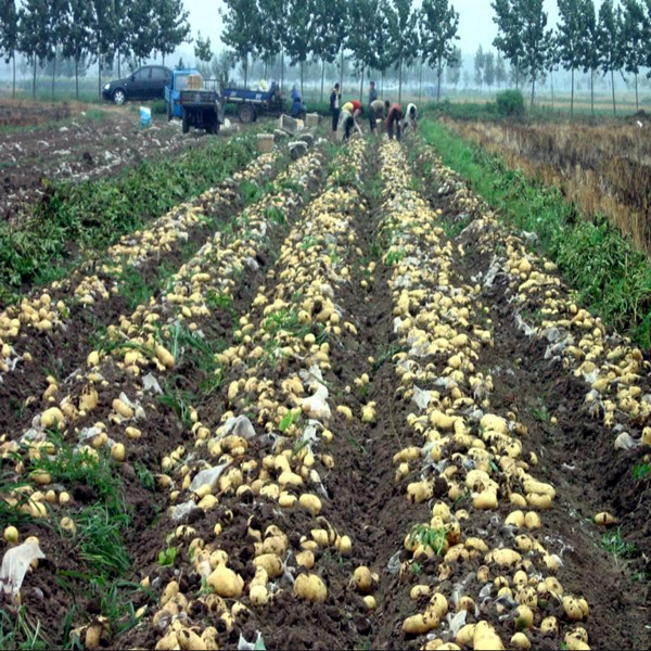 Unique high quality potatoes exporters in the northwest of China