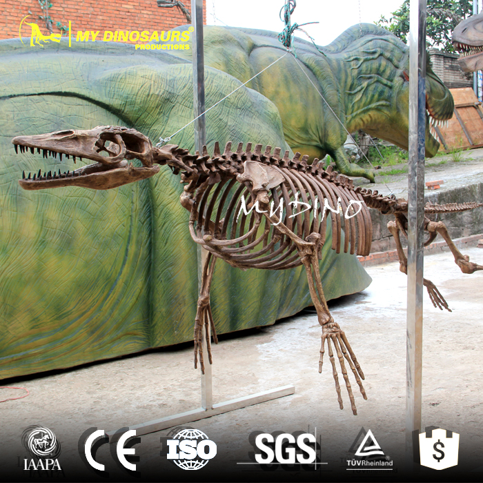 Ambulocetus Skeleton.jpg