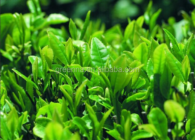 Pure Natural Green Tea Extract Powder/Tea Polyphenol/Anti-Oxidant