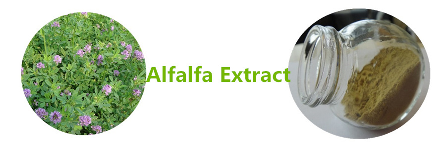 Alfalfa Extract