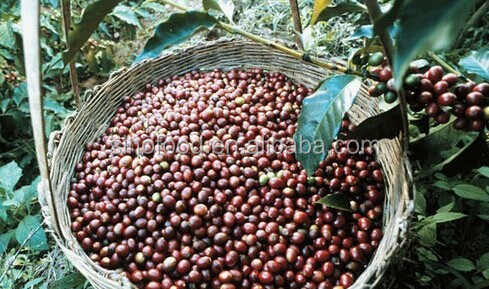 Roasted coffee beans pregiata