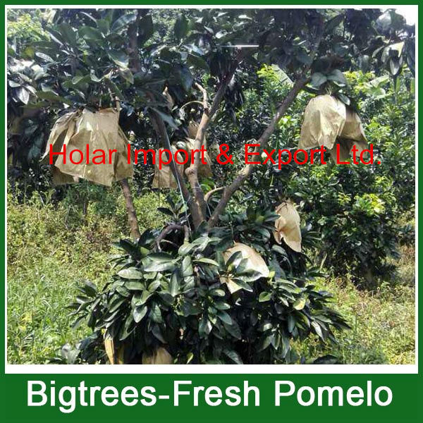2014 fresh fruit, fresh honey pomelo for sale
