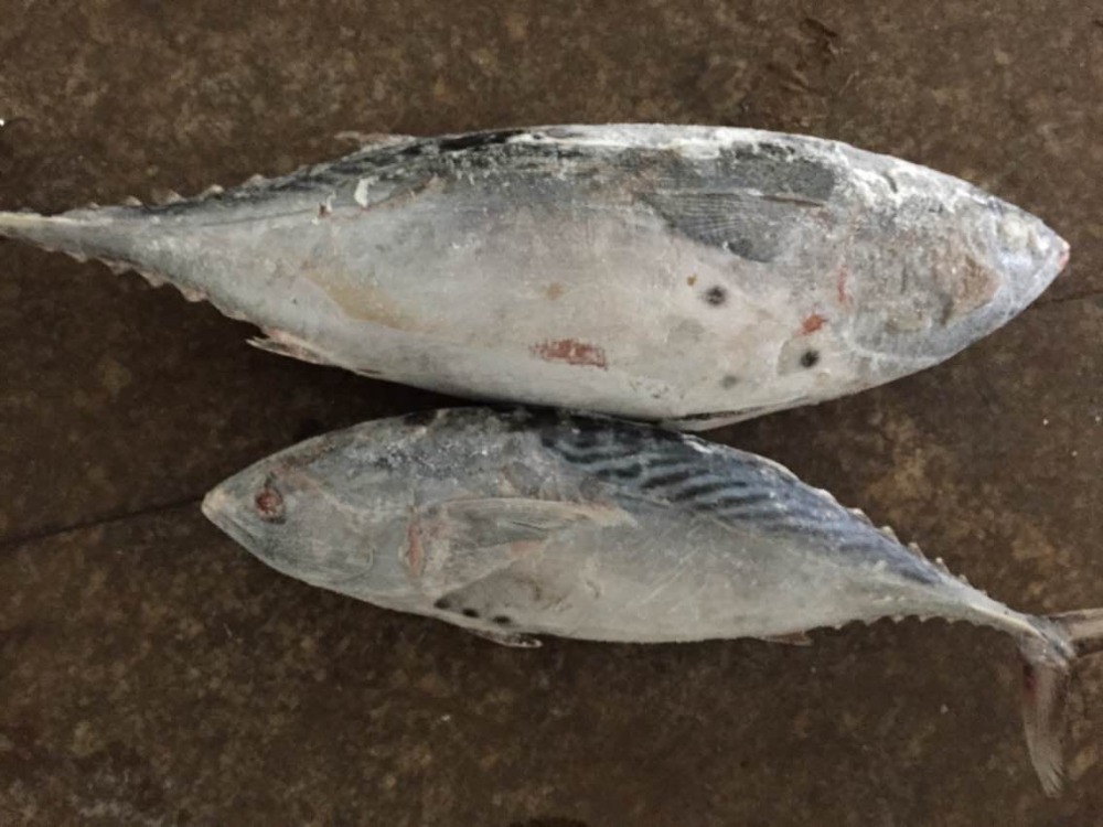 Bonito (1)