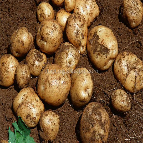 seed potato suitable for all kinds of soil