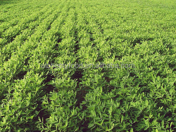 Chinese peanuts for peanut butter and peanut oil