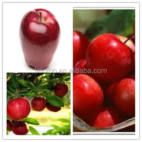 Newest delicous red fresh apple/crisp sweet apple