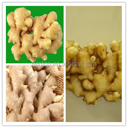 2014 NEW FRESH AND THIN GINGER_HIGH QUALITY