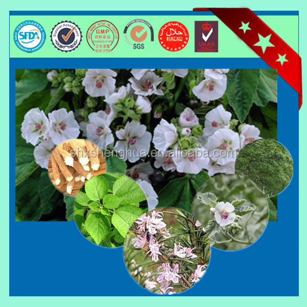 BV certificated marshmallow bulk high quality Marshmallow Leaf Herb Plant