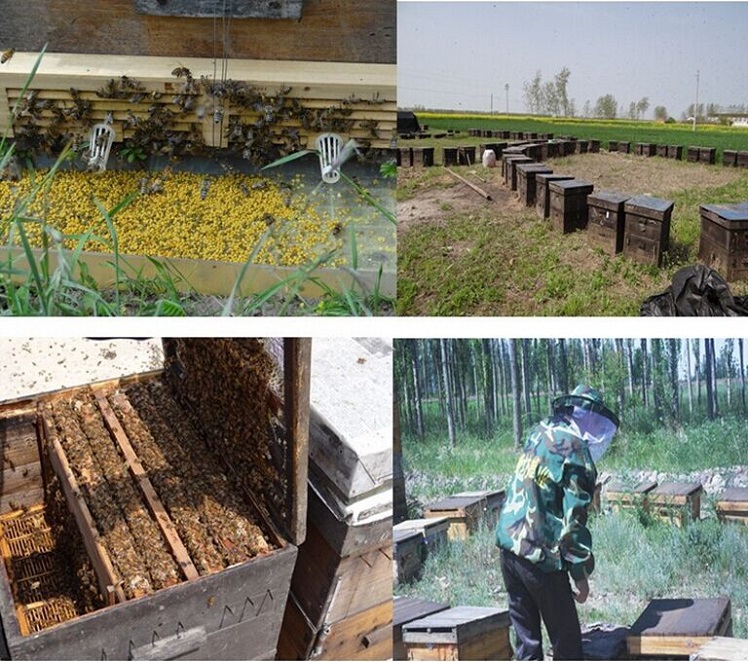 養蜂用品10フレームを三層langstroth蜂の巣蜂ハイブでフルフレーム用販売仕入れ・メーカー・工場