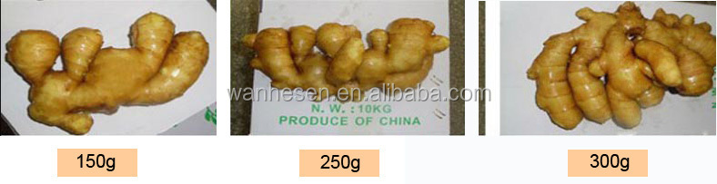 bulk fresh ginger from shandong, ginger market in China