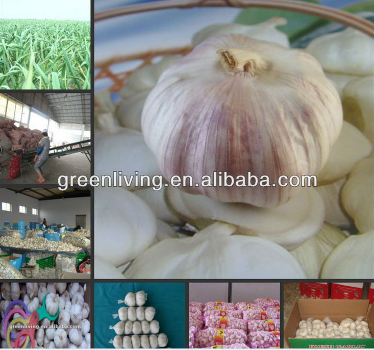 Low Price High Quality Normal White Garlic