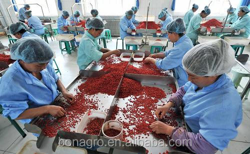Ningxia regimen dried goji berry-good sale taste sweet