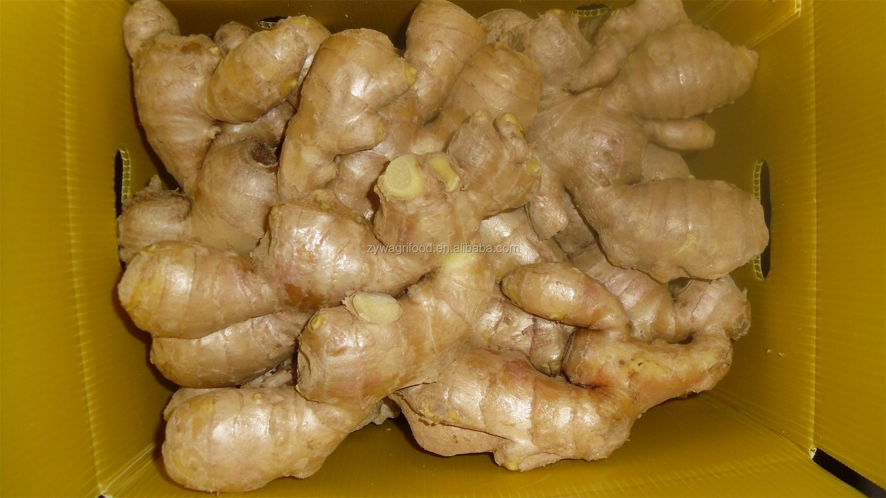 2014 bulk fresh ginger new Corp china supplier