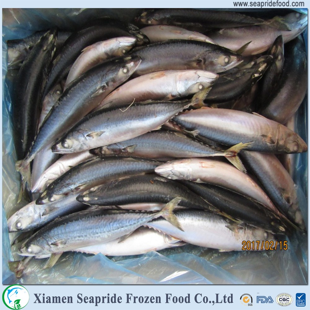 Best Quality Fresh Frozen Japanese Mackerel Buy Japanese Mackerel