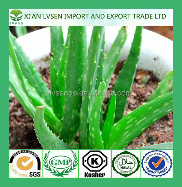 Making skin soft and elastic and dispeling spot aloe vera extract powder