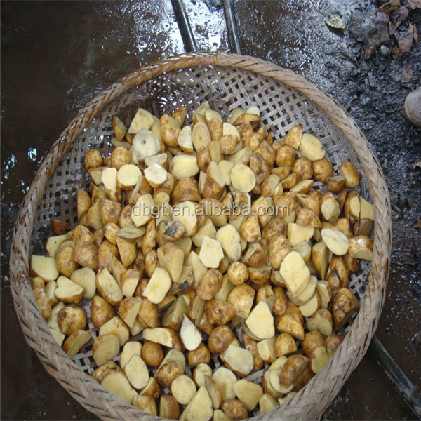 wholesale seed potato suppliers